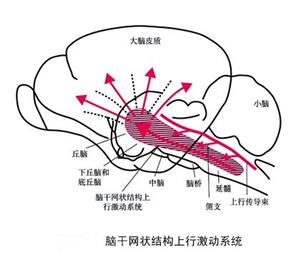 音樂(lè)治療學(xué)與生物醫(yī)學(xué)